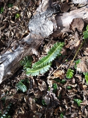Blechnum penna-marina