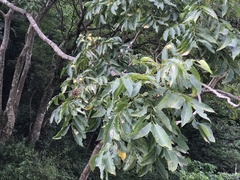 Sapindus mukorossi