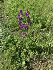 Echium