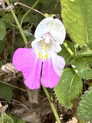 Impatiens balfourii