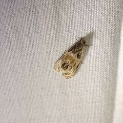 Olethreutes griseoalbana