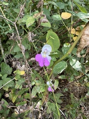Impatiens balfourii