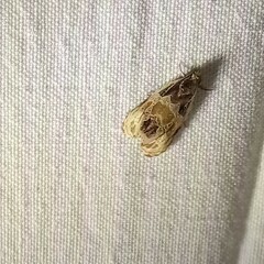 Olethreutes griseoalbana