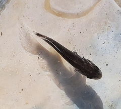Sciaenidae