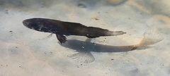 Sciaenidae