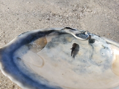 Sciaenidae