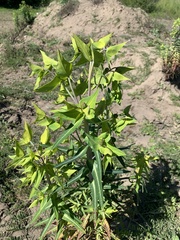 Euphorbia lathyris