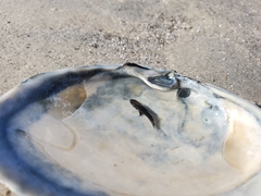 Sciaenidae