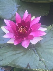 Nymphaea odorata