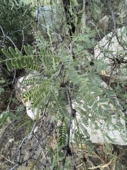 Prosopis
