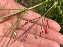 Russelia equisetiformis