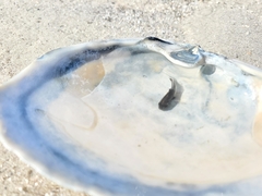 Sciaenidae