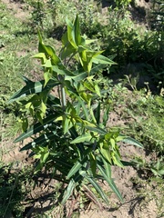 Euphorbia lathyris