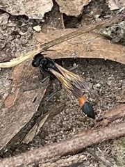 Ammophila