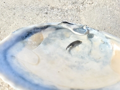 Sciaenidae