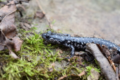 Plethodon glutinosus