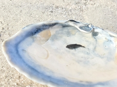 Sciaenidae