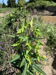 Euphorbia lathyris