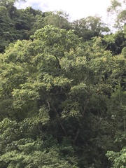 Sapindus mukorossi