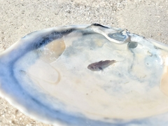 Sciaenidae