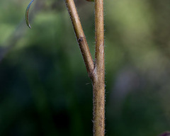 Oenothera gaura
