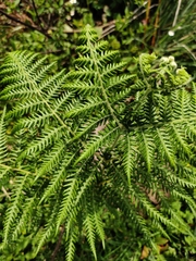 Pteridium aquilinum