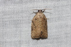 Meritastis laganodes