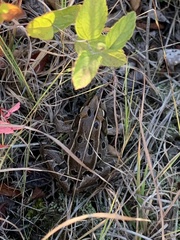 Lithobates kauffeldi