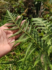 Pteridium aquilinum