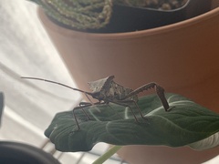 Acanthocephala declivis