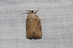 Meritastis laganodes