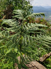 Pteridium aquilinum