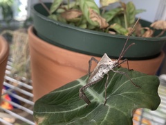 Acanthocephala declivis