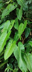 Philodendron