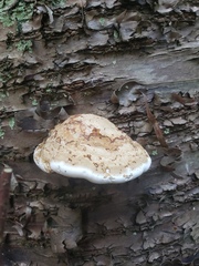 Ganoderma applanatum