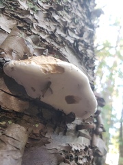 Ganoderma applanatum