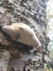 Ganoderma applanatum