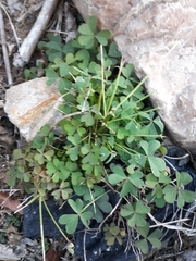 Oxalis stricta