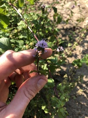 Mentha pulegium