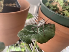 Acanthocephala declivis