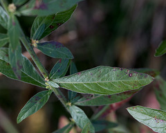 Oenothera gaura