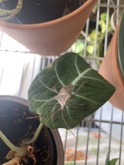 Acanthocephala declivis