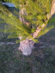 Larix