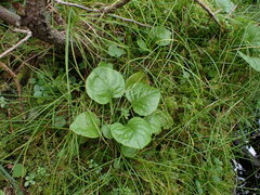 Pyrola asarifolia