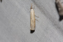 Culladia cuneiferellus