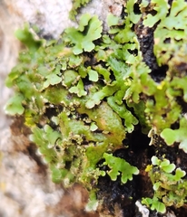 Physconia perisidiosa