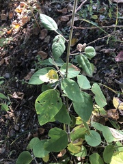 Desmodium viridiflorum