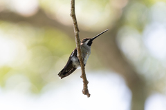 Heliomaster longirostris