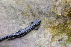 Plethodon glutinosus