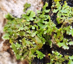 Physconia perisidiosa